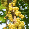 Otaheite Gooseberry (Phyllanthus acidus)