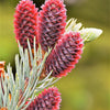 Grow Your Own CHRISTMAS TREE - Colorado Blue Spruce ( Picea Pungens Glauca ) Gift Packet of Tree Seeds