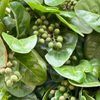 Pigeon Plum (Coccoloba diversifolia)