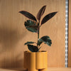 Pillar Planter