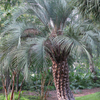 Jelly Palm (Butia capitata)