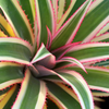 Pineapple 'Juicy', Variegated (Ananas comosus)