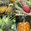 Pineapple Bundle: 'White Jade', 'Variegated Juicy', & 'Elite Gold'