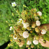 100 WHITE SOUL STRAWBERRY Fragaria Vesca Fruit Flower Berry Seeds