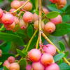 Blueberry 'Pink Lemonade' (Vaccinium corymbosum 'Pink Lemonade')