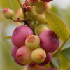 Blueberry 'Pink Lemonade' (Vaccinium corymbosum 'Pink Lemonade')