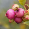 Blueberry 'Pink Lemonade' (Vaccinium corymbosum 'Pink Lemonade')