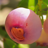 Blueberry 'Pink Lemonade' (Vaccinium corymbosum 'Pink Lemonade')