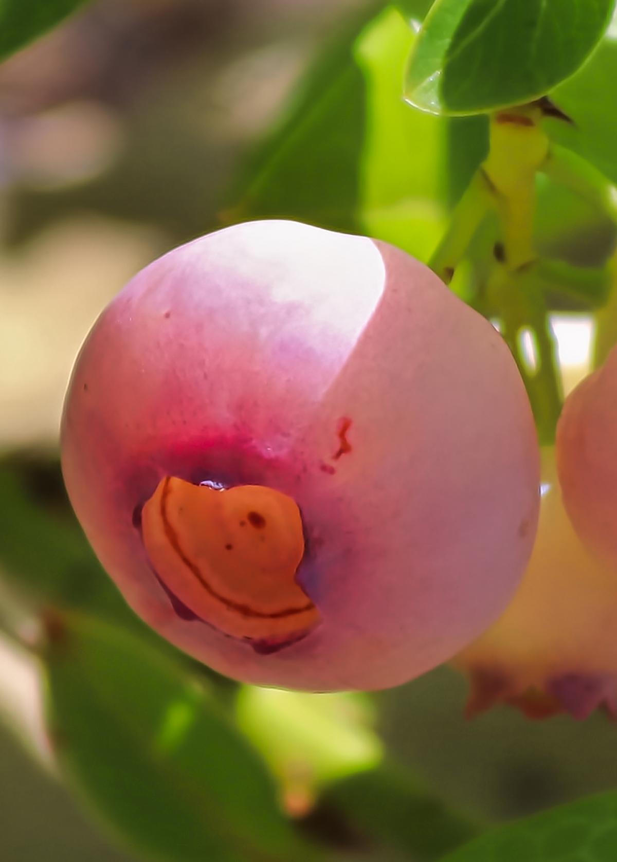 Blueberry 'Pink Lemonade' (Vaccinium corymbosum 'Pink Lemonade') – live plant – photo 6