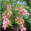 Pink Wampee (Clausena excavata)