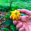 Pitangatuba (Eugenia neonitida)