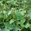 Sweet Plantain Herb, Broadleaf (Plantago major)