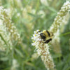 1000 WHITE PRAIRIE CLOVER Dalea Candida Flower Seeds
