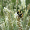 1000 WHITE PRAIRIE CLOVER Dalea Candida Flower Seeds