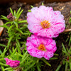40 Sundial PEPPERMINT PORTULACA Grandiflora Moss Rose Pink Streaked Succulent Flower Seeds