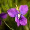 100 PRAIRIE VIOLET PURPLE Viola Pedatifida Palmata Flower Seeds
