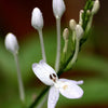Hoan Ngoc, Xuan-Hoa (Pseuderanthemum palatiferum)