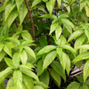 Hoan Ngoc, Xuan-Hoa (Pseuderanthemum palatiferum)