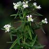 500 VIRGINIA MINT Pycnanthemum Virginianum Mountainmint Native White Flower Herb Seeds