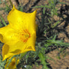 300 YELLOW BLAZING STAR Mentzelia Lindleyi Bartonia Evening Star Native Flower Seeds