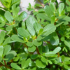Purslane (Portulaca oleracea)