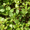 Purslane (Portulaca oleracea)