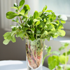 Purslane (Portulaca oleracea)