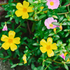 Purslane (Portulaca oleracea)