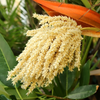Pygmy Date Palm (Phoenix roebelenii)