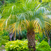 Pygmy Date Palm (Phoenix roebelenii)
