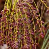 Pygmy Date Palm (Phoenix roebelenii)