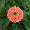250 SALMON QUEEN ZINNIA Elegans California Giant Double Flower Seeds