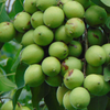 Spanish Lime, Quenepa (Melicoccus bijugatus)