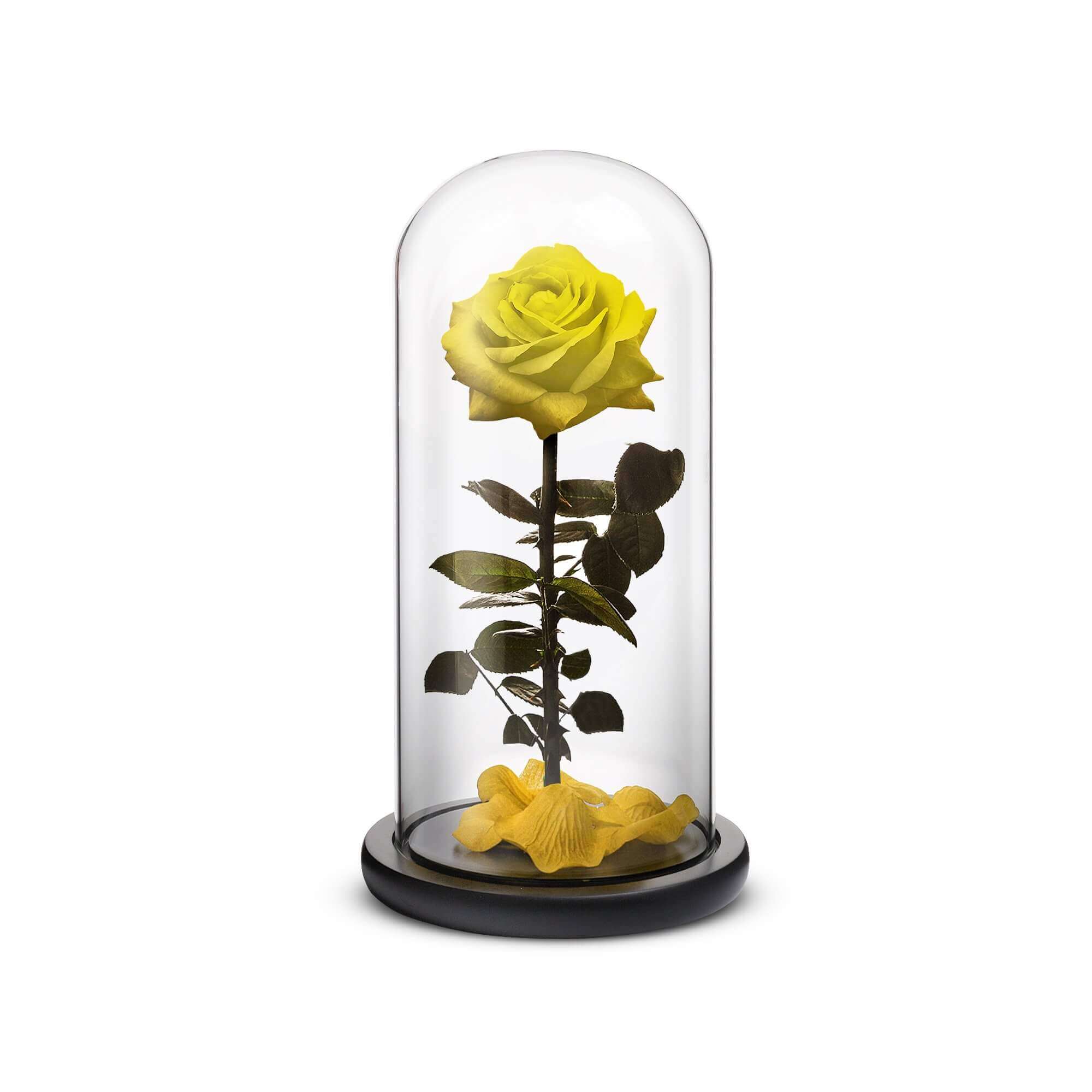 Everlasting Rose (Yellow)