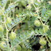 100 RED LENTIL Lens Culinaris Vegetable Seeds