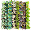 Assorted 2 Inch Succulent Tray