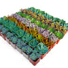 Assorted 2 Inch Succulent Tray