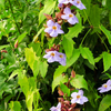 Rang Jued (Thunbergia laurifolia)