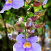 Rang Jued (Thunbergia laurifolia)