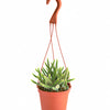 Rat's Tail Cactus Plant "Aporocactus Flagelliformis"
