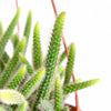 Rat's Tail Cactus Plant "Aporocactus Flagelliformis"
