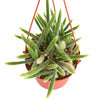Rat's Tail Cactus Plant "Aporocactus Flagelliformis"