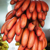 Banana 'Red Cuban' (Musa acuminata) – live tree
