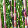 Sugar Cane 'Red'