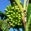 Red Trunk Popo'Ulu Banana (Musa popoulu)