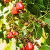 Cashew, Red (Anacardium occidentale)