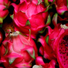Dragon Fruit, Red 'Tricia' (Hylocereus polyrhizus)