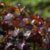 Red Leaf Cranberry Hibiscus (Hibiscus acetosella)