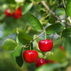 Barbados Cherry (Malpighia emarginata)