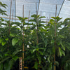 Avocado 'Catalina' (Persia americana)